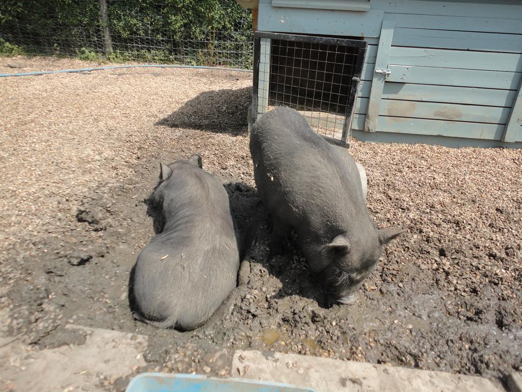 Willow Court Farm Studio East & Petting Farm, 8 Mins To Legoland & Windsor, 15 Mins To Lapland Uk Eksteriør billede