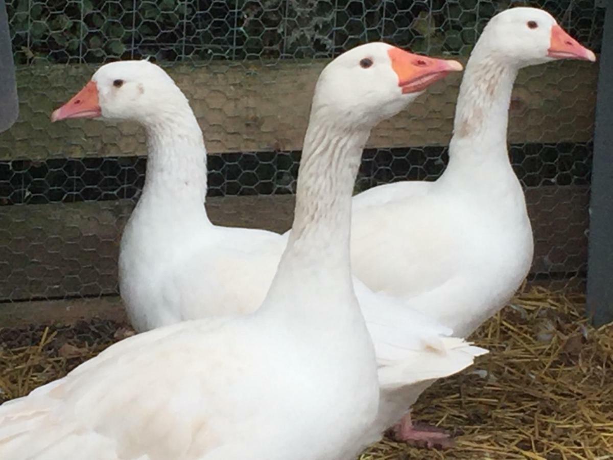 Willow Court Farm Studio East & Petting Farm, 8 Mins To Legoland & Windsor, 15 Mins To Lapland Uk Eksteriør billede