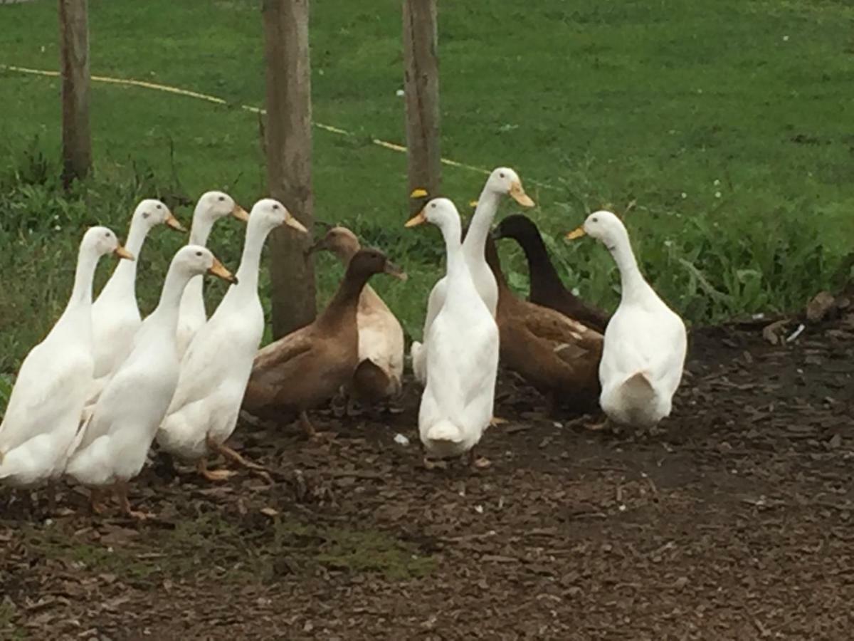 Willow Court Farm Studio East & Petting Farm, 8 Mins To Legoland & Windsor, 15 Mins To Lapland Uk Eksteriør billede