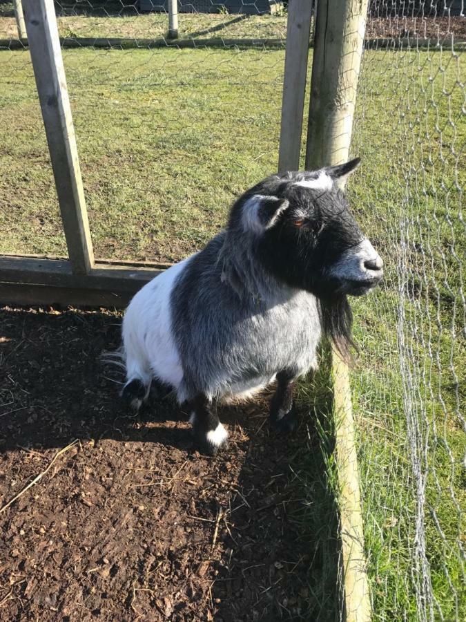 Willow Court Farm Studio East & Petting Farm, 8 Mins To Legoland & Windsor, 15 Mins To Lapland Uk Eksteriør billede