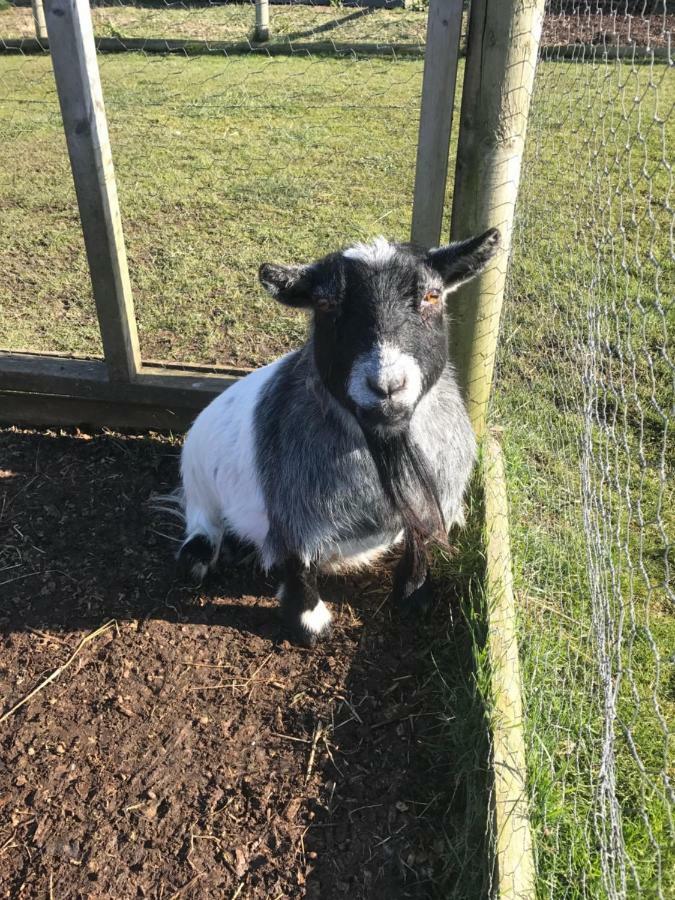 Willow Court Farm Studio East & Petting Farm, 8 Mins To Legoland & Windsor, 15 Mins To Lapland Uk Eksteriør billede