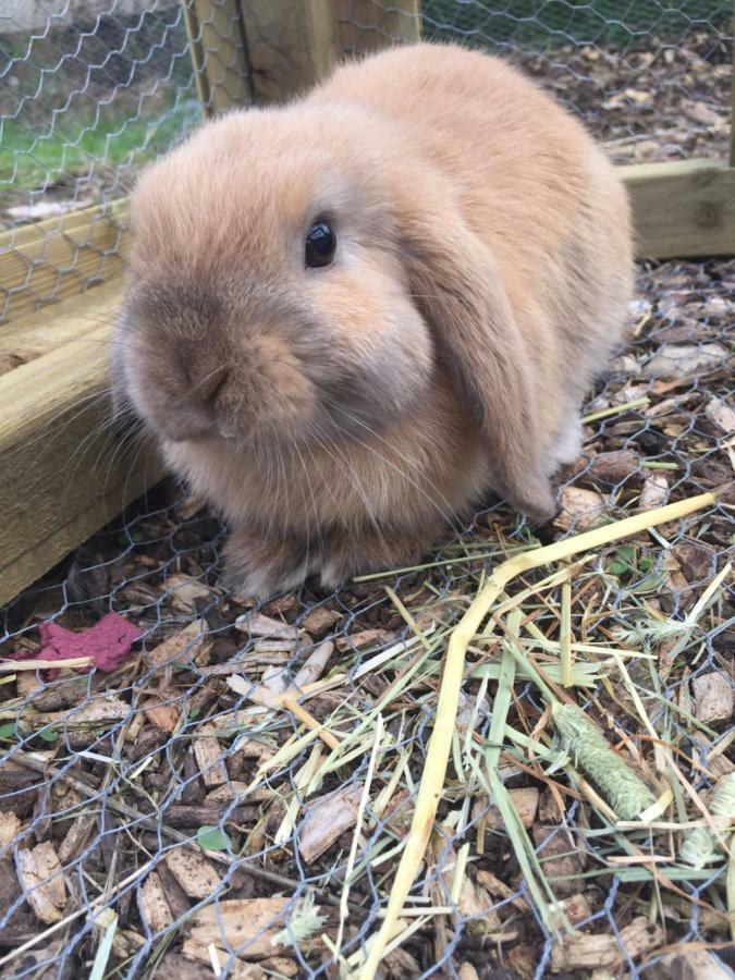 Willow Court Farm Studio East & Petting Farm, 8 Mins To Legoland & Windsor, 15 Mins To Lapland Uk Eksteriør billede